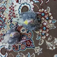 عروس هلندی