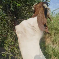 پازن مست گله رون|حیوانات مزرعه|رامهرمز, |دیوار