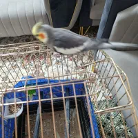 عروس هلندی مولد سخن گو|پرنده|پاکدشت, خاتون آباد|دیوار