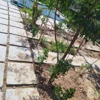 باغ-آماده-جنگلی-معاوظه