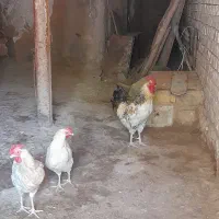 خروس و۲تا مرغ فروشی