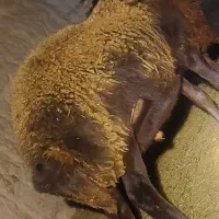 بره قوچ هترو افشاری لخت