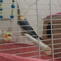 عروس هلندی جفت باقفس و وسایل|پرنده|ری, شهادت|دیوار