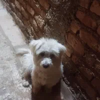 سگ شیتزو ماده .باهوش خوشگل و تر تمیز .