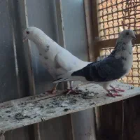 کبوتر پرشی|پرنده|اصفهان, منتظرالمهدی|دیوار