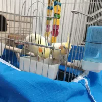 یک جفت عروس هلندی سرحال|پرنده|مرودشت, مسجد رسول‎|دیوار