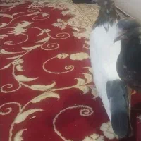 کبوتر|پرنده|رزن, |دیوار