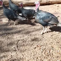 بوقلمون ماده محلی|حیوانات مزرعه|رزن, |دیوار