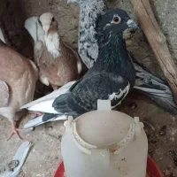 یک ماده کله هما بادوتا جوجه هفرنگ کله هما|پرنده|اسفراین, |دیوار