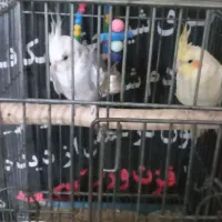 یک جفت عروس سخنگو