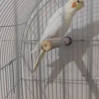 عروس هلندی|پرنده|فولادشهر, C3|دیوار