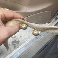زنگوله