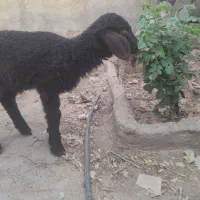 بره نر فروشی
