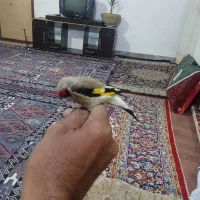 سره آواز خوان|پرنده|بیرجند, |دیوار