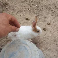 دوتا خرگوش نر ماده