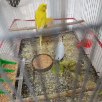 مرغ عشق فروشی جفتی 350