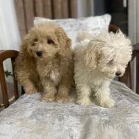 سگ شیتزو پودل