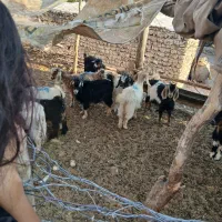 فروش بزغاله نروماده