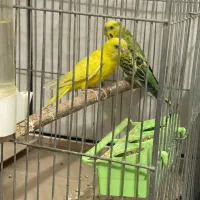 سه جفت مرغ عشق|پرنده|خمینی‌شهر, |دیوار