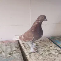 چند نوع کفتر|پرنده|اصفهان, طامه|دیوار