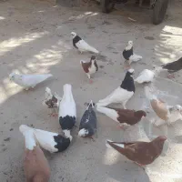 کفتر شهری و بهبهونی