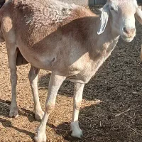 قوچ چینی اصل