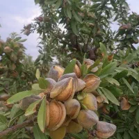 نهال بادام زودبازده و پربار|خدمات باغبانی و درختکاری|کوهدشت, |دیوار