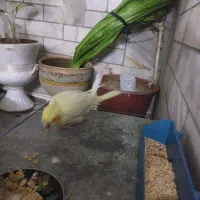 فروش یک جفت عروس هلندی|پرنده|بروجرد, |دیوار