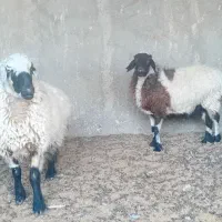 گوسفندفروشی