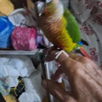 طوطی گرینجیک نر|پرنده|رباط‌کریم, الارد|دیوار