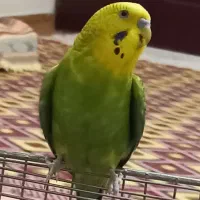 مرغ‌عشق‌‌..نر‌ مست.