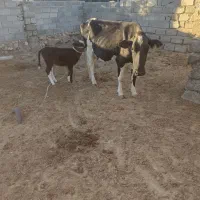 گاو شیری با گوساله ماده