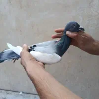 یهودی سرخ و زرد