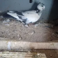 کبوتر 8 650 هزار