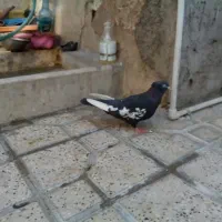 کبوتر|پرنده|شیراز, شیخ علی چوپان|دیوار