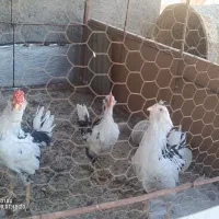 مرغ گلین|حیوانات مزرعه|مشهد, طبرسی شمالی|دیوار