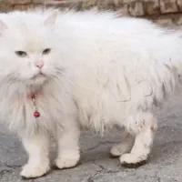 گربه پرشین نر|گربه|ارومیه, |دیوار