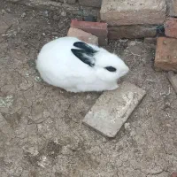 خرگوش نروماده