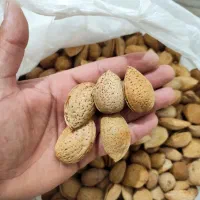 بادام تازه ، پر مغز ، خوش طعم * فقط ۹۰ کیلو مونده*