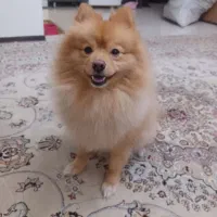 پامر روباهی نر عقیم نشده دوسال نیم