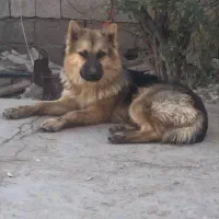 سگ ژرمن|سگ|قائن, |دیوار