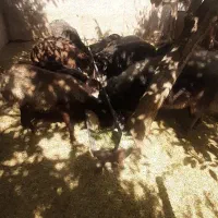 میش وبز و قوچ