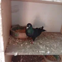 کبوتر زاغ نر|پرنده|رشت, کوی حسینی|دیوار