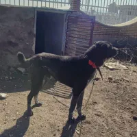 سگ گوسفندی دهن پاک به ضمانت