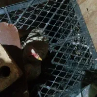جوجه رنگی خروس