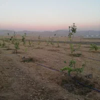 زمین کشاورزی مناسب برای گلخانه و باغ ویلا|فروش زمین و ملک کلنگی|اهواز, زیتون کارمندی|دیوار