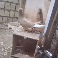 یک جفت اشعل زرد