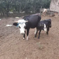 گوسفند بره بز گوساله گاو