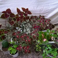 گیاهان شاداب و زیبا
