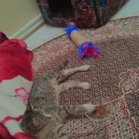 واگذاری گربه نر|گربه|تبریز, |دیوار